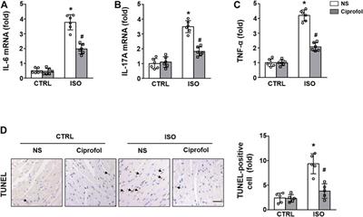 Ciprofol attenuates the isoproterenol-induced oxidative damage, inflammatory response and cardiomyocyte apoptosis